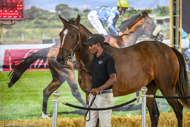 Read more about the article PROSPER STUD TO OFFER FIVE AT CAPE YEARLING SALE