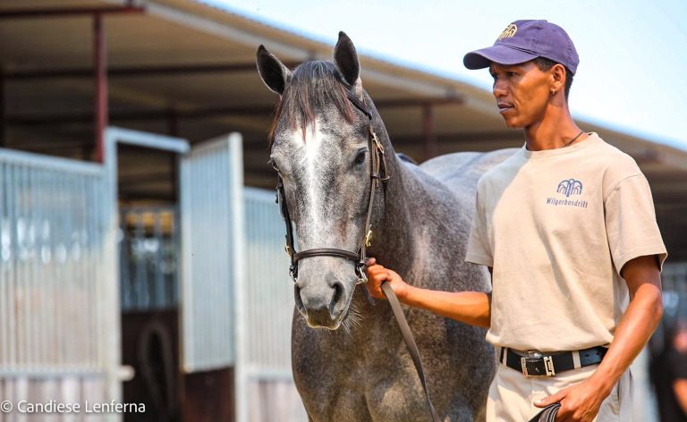 Read more about the article WILGERBOSDRIFT OFFER TOP CLASS PROSPECTS AT CAPE SALE
