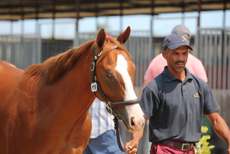 Read more about the article CHEVELEY STUD OFFER A WELL BRED DRAFT AT CAPE YEARLING SALE