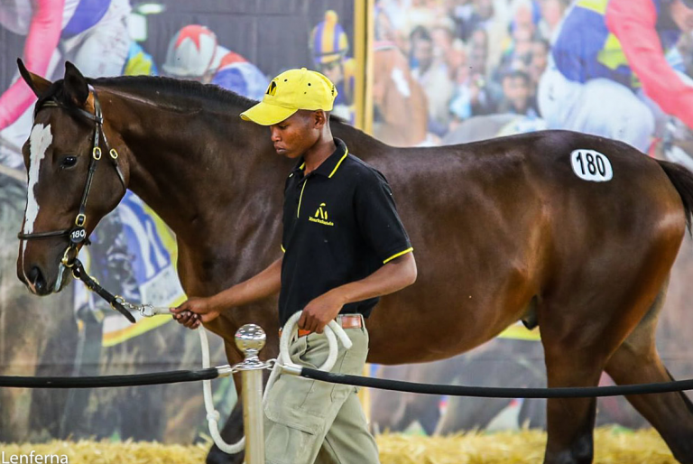 Read more about the article MAURITZFONTEIN WELL REPRESENTED AT CAPE YEARLING SALE