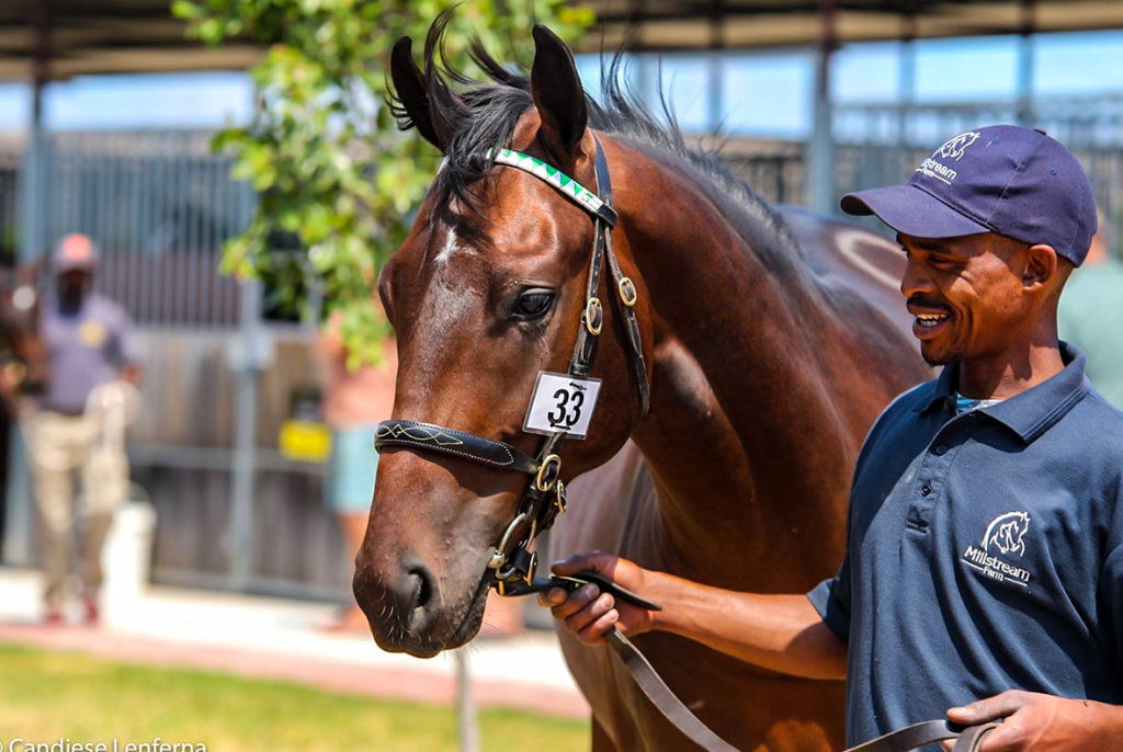 Read more about the article MILLSTREAM TO OFFER WELL BRED FILLIES AT CAPE SALE
