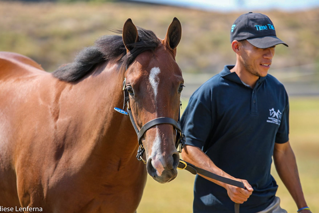 Read more about the article NADESON PARK OFFER LARGE DRAFT AT CAPE YEARLING SALE