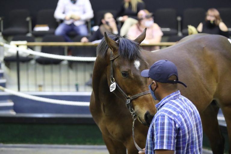 Read more about the article DAYTONA STUD OFFER FOUR CLASSY LOTS AT NATIONAL SALE
