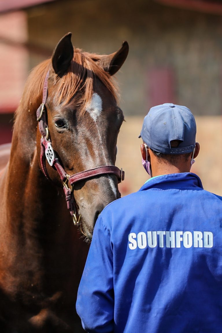 Read more about the article SOUTHFORD STUD OFFER THREE AT NOVEMBER SALE