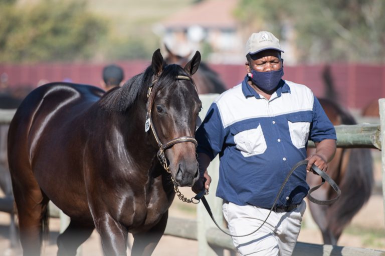 Read more about the article DANIKA’S FILLIES SET TO SHINE AT NOVEMBER SALE