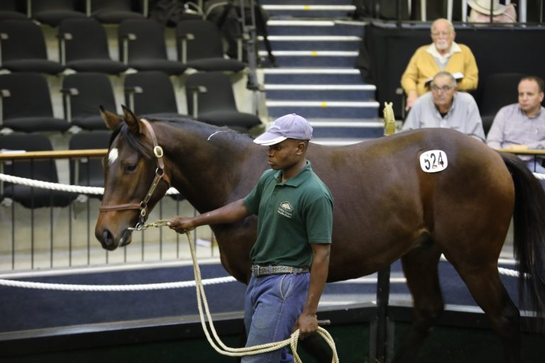 Read more about the article GOLDEN TOUCH’S GOLDEN NATIONAL SALE DRAFT