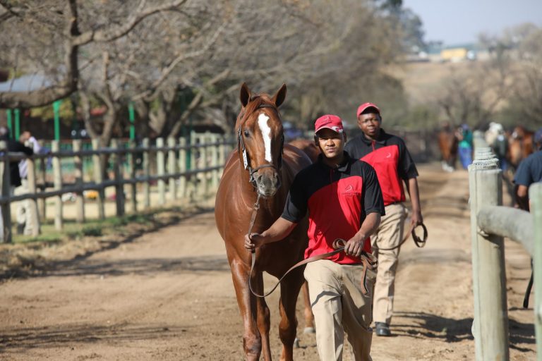 Read more about the article NARROW CREEK STUD WELL REPRESENTED AT NATIONAL SALE