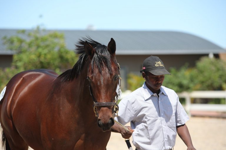Read more about the article SORRENTO STUD’S CLASSY CAPE YEARLING SALE DRAFT SET TO IMPRESS