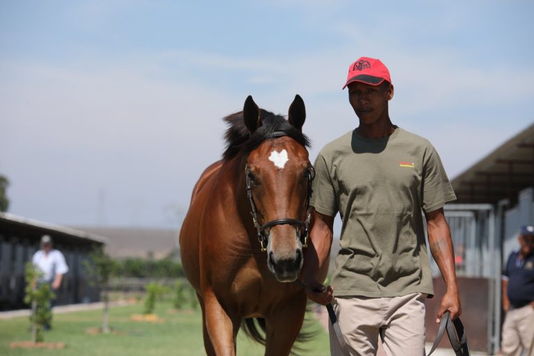 Read more about the article WILGERBOSDRIFT BRINGS HIGH-CLASS DRAFT TO CAPE SALE