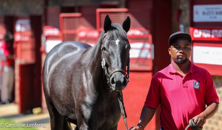 Read more about the article TOP SIRES REPRESENTED IN CLIFTON’S NATIONAL SALE DRAFT