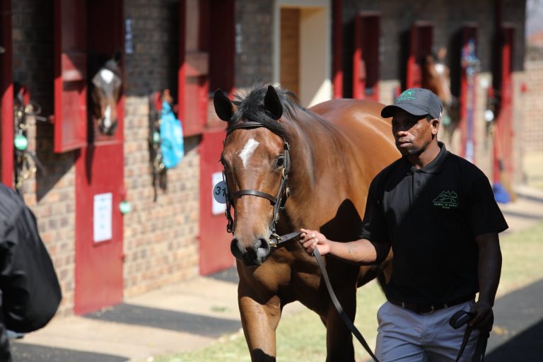 Read more about the article HEMEL ‘N AARDE STUD TO OFFER HEAVENLY NATIONAL DRAFT
