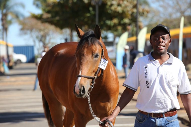 Read more about the article KZN YEARLING SALE CATALOGUE NOW ONLINE