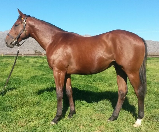 Read more about the article HONG KONG SUCCESS FOR KZN SALE GRADUATE