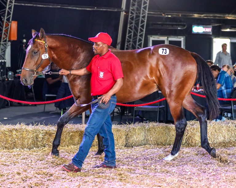 Read more about the article DEMAND FOR QUALITY HIGH AT KZN YEARLING SALE