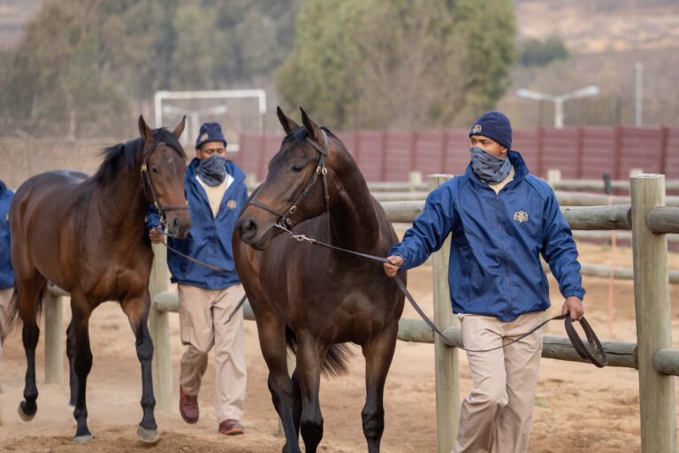 Read more about the article WILGERBOSDRIFT TO PRESENT A SPARKLING DRAFT AT AUGUST SALE