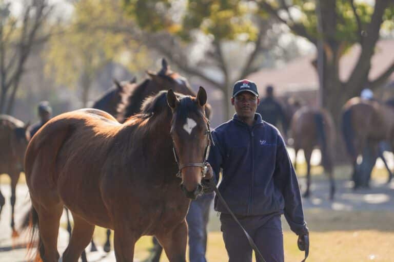 Read more about the article G1 SIRES TO IMPRESS FOR BUSH HILL STUD