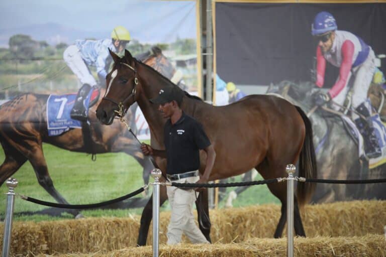 Read more about the article PROSPER STUD TO THRIVE AT CAPE YEARLING SALE
