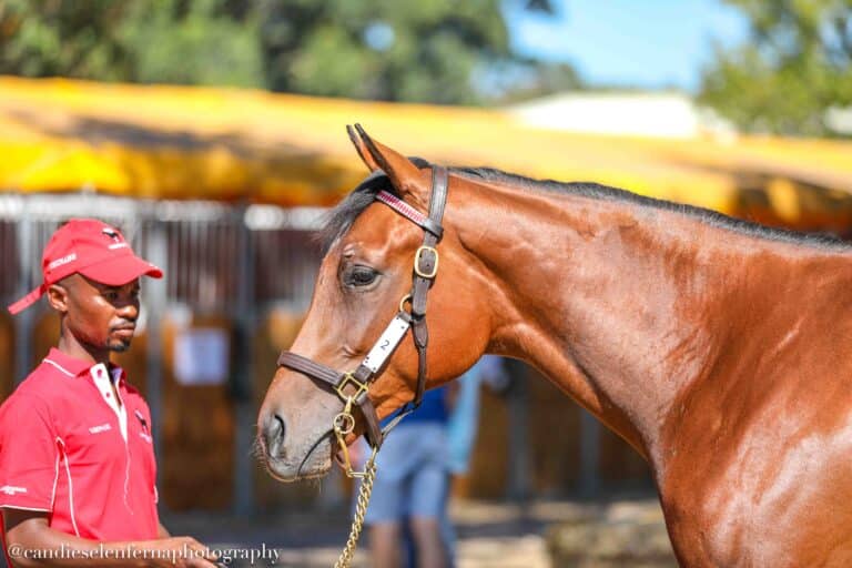 Read more about the article LAMMERSKRAAL’S SUPER SIX SET TO IMPRESS AT CAPE SALE