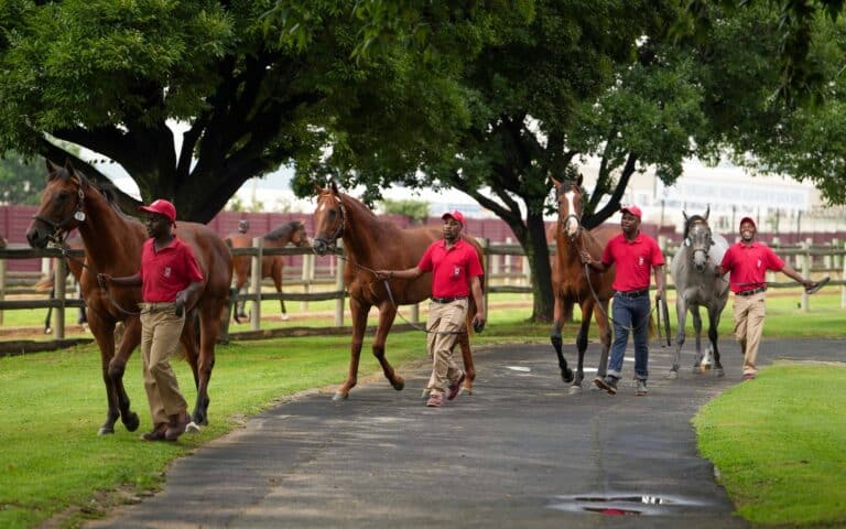 Read more about the article BOLAND STUD SET TO SOAR AT NATIONAL YEARLING SALE