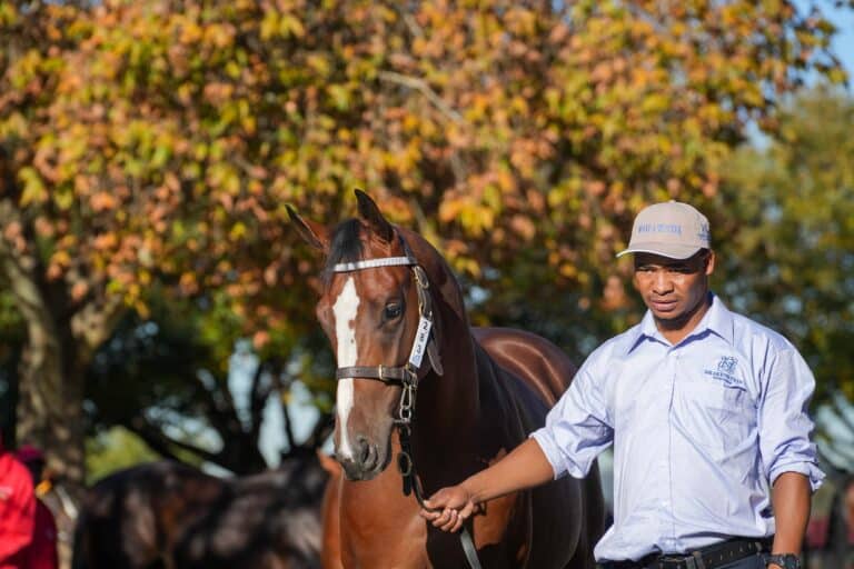 Read more about the article STAR PRODUCERS TO SHINE FOR DRAKENSTEIN STUD