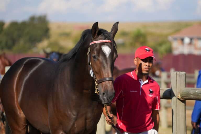 Read more about the article G1 PROSPECTS TO STAR FOR LAMMERSKRAAL STUD