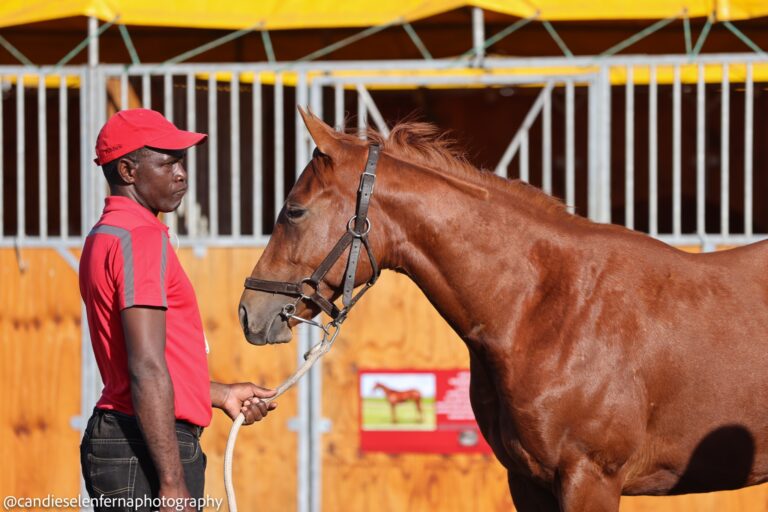 Read more about the article SANDOWN SET FOR KZN YEARLING SALE SUCCESS