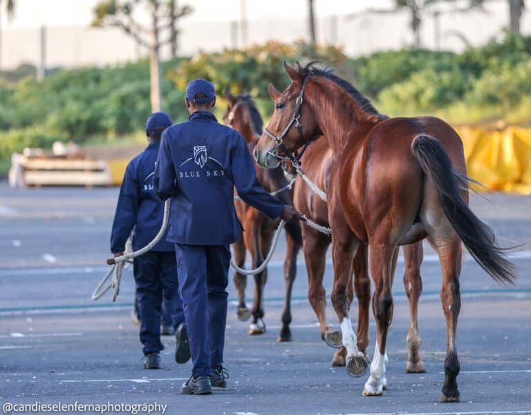 Read more about the article BLUE SKY TO SHINE AT KZN YEARLING SALE