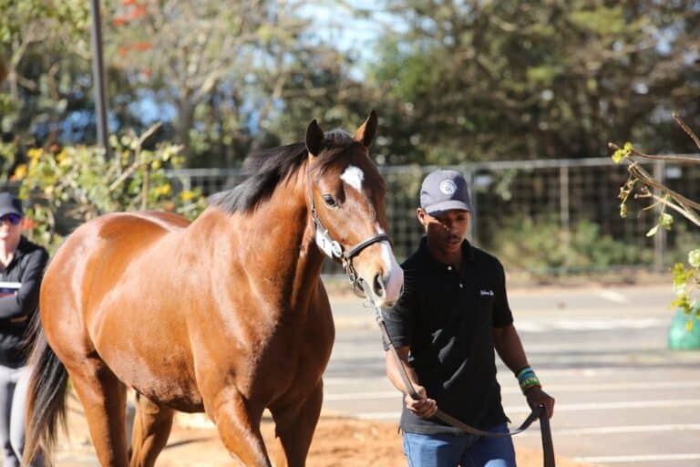 Read more about the article MILLSTREAM, NDORO TO IMPRESS AT KZN YEARLING SALE