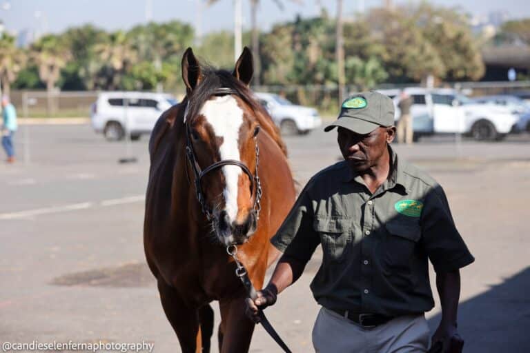 Read more about the article SUMMERHILL EQUESTRIAN, BEAUMONT STUD BRING QUALITY LOTS TO KZN
