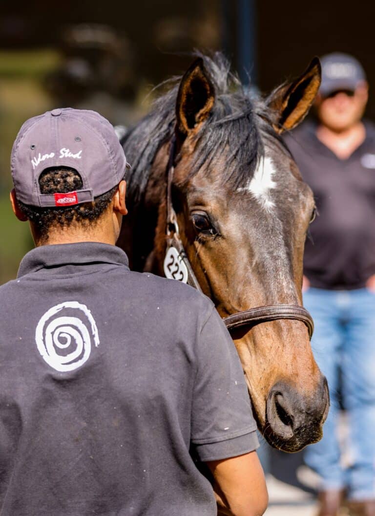 Read more about the article CHAMPION SIRE TO STAR FOR NDORO STUD