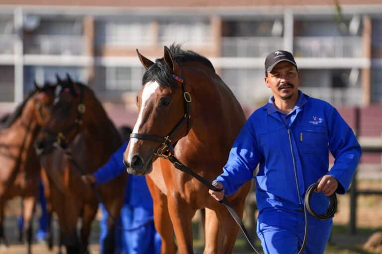 Read more about the article VARSFONTEIN OFFER FANTASTIC FILLIES AT NOVEMBER SALE