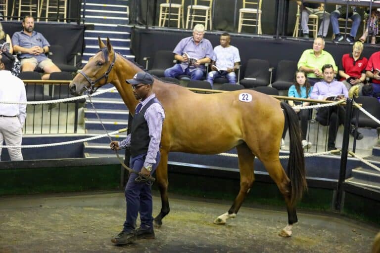 Read more about the article HEVERSHAM’S SCOPEY COLTS TO IMPRESS AT NOVEMBER SALE