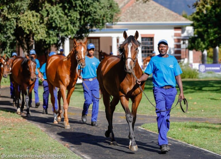 Read more about the article CAPE YEARLING SALE CATALOGUE ONLINE
